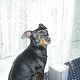 Kutya Pinscher