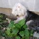 Kutya Bobtail