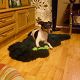Kutya Jack Russel terrier