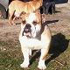 Kutya Amerikai bulldog