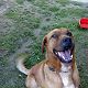 Kutya Bordeaux-i dog