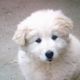 Kutya Kuvasz