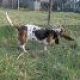 Kutya Basset hound