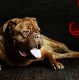 Kutya Bordeaux-i dog