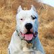 Kutya Argentin dog