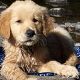 Kutya Golden retriever