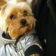 Kutya Yorkshire terrier