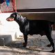 Kutya Dobermann