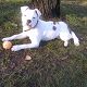 Kutya Amerikai bulldog