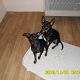 Kutya Pinscher