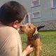 Kutya Welsh terrier