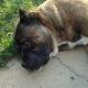 Kutya Cane corso