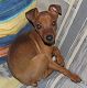 Kutya Pinscher