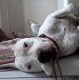 Kutya Argentin dog