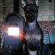 Kutya Pinscher