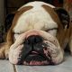 Kutya Bulldog