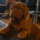 Kutya Bordeaux-i dog