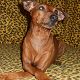 Kutya Pinscher