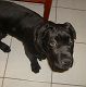 Kutya Cane corso