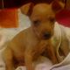 Kutya Pinscher