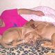 Kutya Bordeaux-i dog