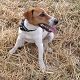 Kutya Jack Russel terrier
