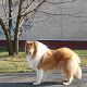 Kutya Collie
