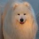 Kutya Samoyede