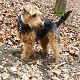 Kutya Welsh terrier