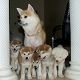Kutya Akita inu