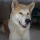 Kutya Akita inu