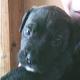 Kutya Staffordshire bullterrier