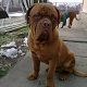 Kutya Bordeaux-i dog