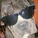 Kutya Cane corso