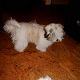 Kutya Coton de tulear