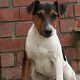 Kutya Jack Russel terrier