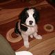 Kutya Landseer