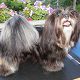 Kutya Lhasa-apso