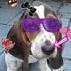 Kutya Basset hound