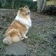 Kutya Collie