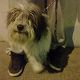 Kutya Tibeti terrier