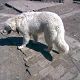 Kutya Kuvasz