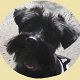 Kutya Schnauzer