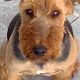Kutya Welsh terrier