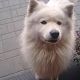 Kutya Samoyede