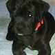 Kutya Cane corso