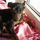 Kutya Pinscher