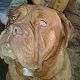 Kutya Bordeaux-i dog