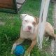 Kutya Staffordshire bullterrier