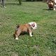 Kutya Bulldog